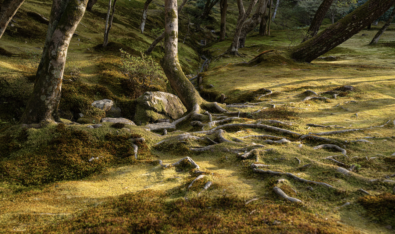  Roots - Kyoto, 2023 | Edition 2 / 5 | 64 x 48 in | 160 x 120 cm | Pigment Print 