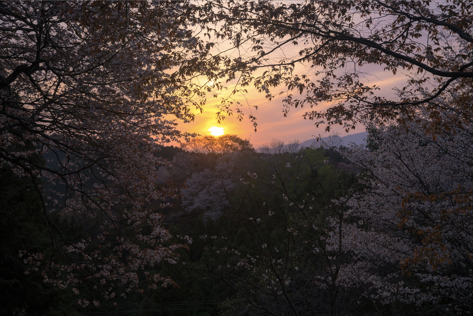  Bloom #8 - Japan, 2023 | Edition 2 / 5 | 64 x 48 in | 120 x 160 cm | Pigment Print 
