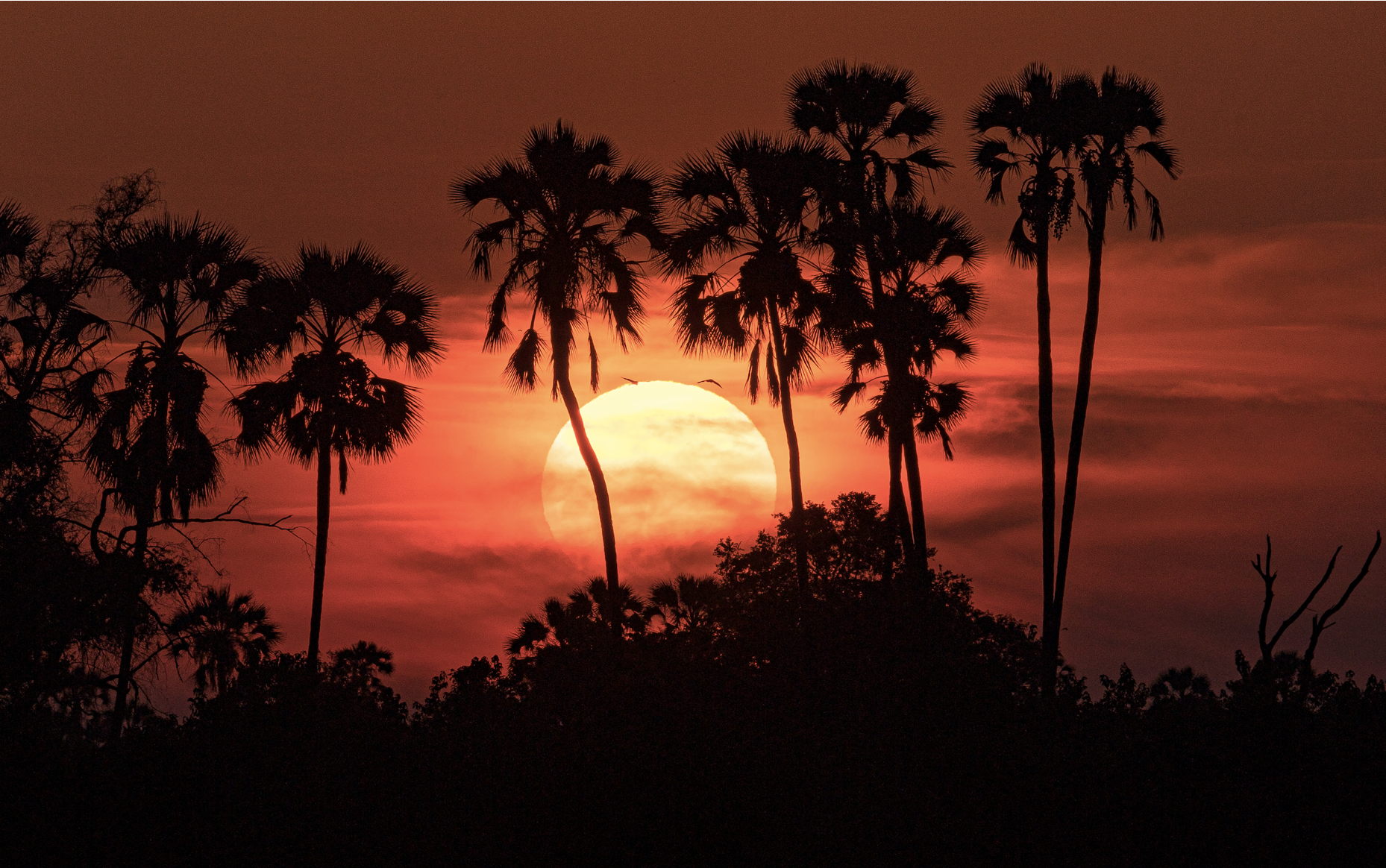  Postcards #9 - Botswana, 2022 | Edition 2 / 5 | 64 x 54 in | 135 x 160 cm | Pigment Print 