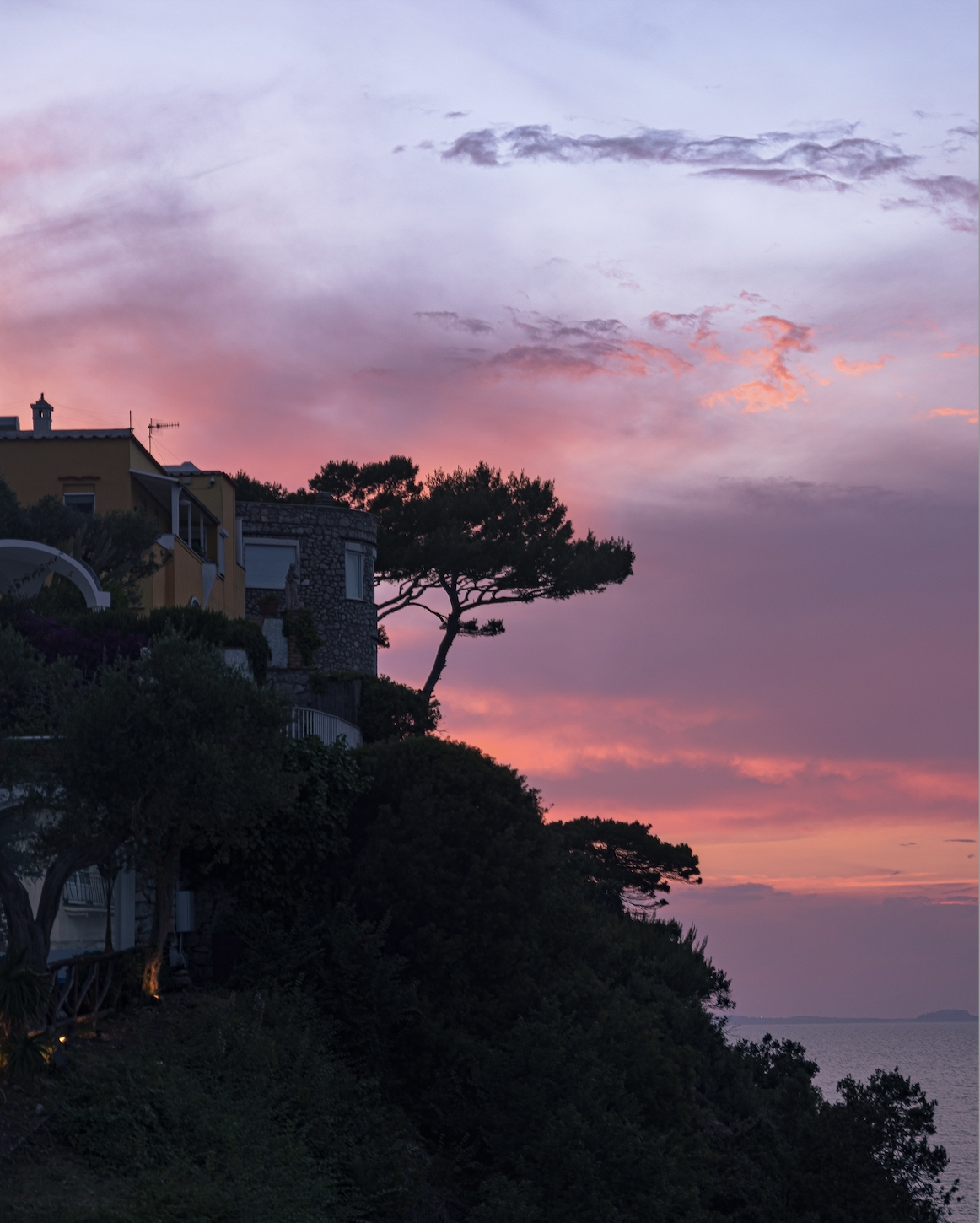  Trees of Italy #2 - Capri, 2018 | Edition 1/ 5 | 64 x 48 in | 190 x 120 cm | Pigment Print      