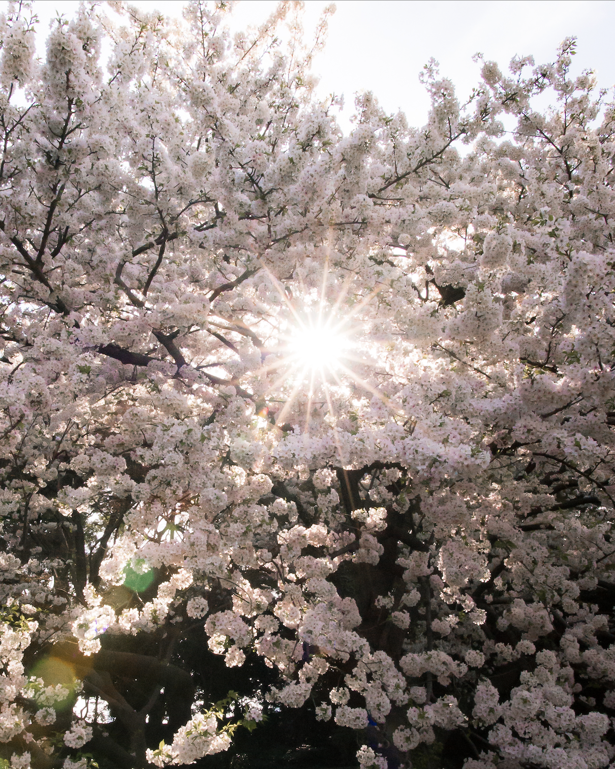  Blossom #8 - Nara, 2018 | Edition 2/5 | 64 x 48 in | 121x 91 cm | Pigment Print  