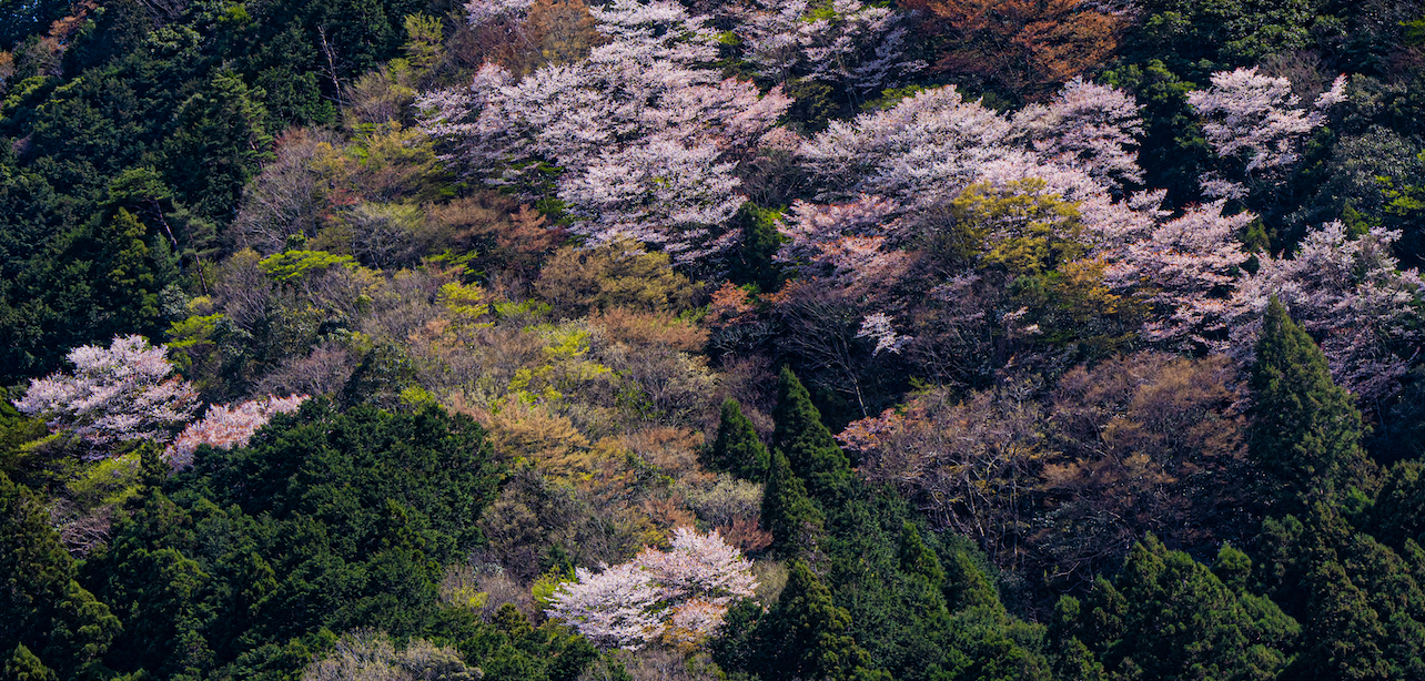  Cherry #12- Nara, 2023 | Edition 1/ 4 | 74 x 40 in | 185 x 100 cm | Pigment Print    