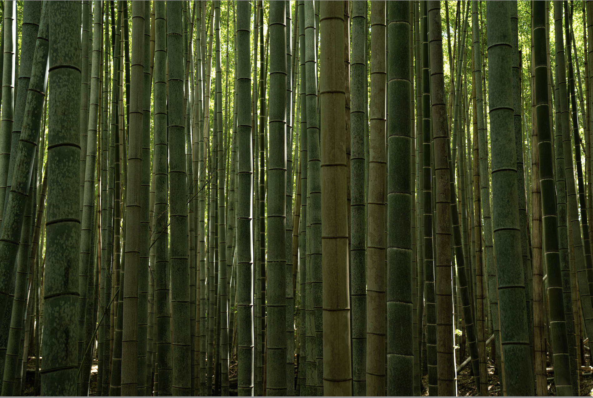  Bamboo Study #4 - Kyoto, 2023 | Edition 2/5 | 64 x 48 in | 121x 91 cm | Pigment Print  