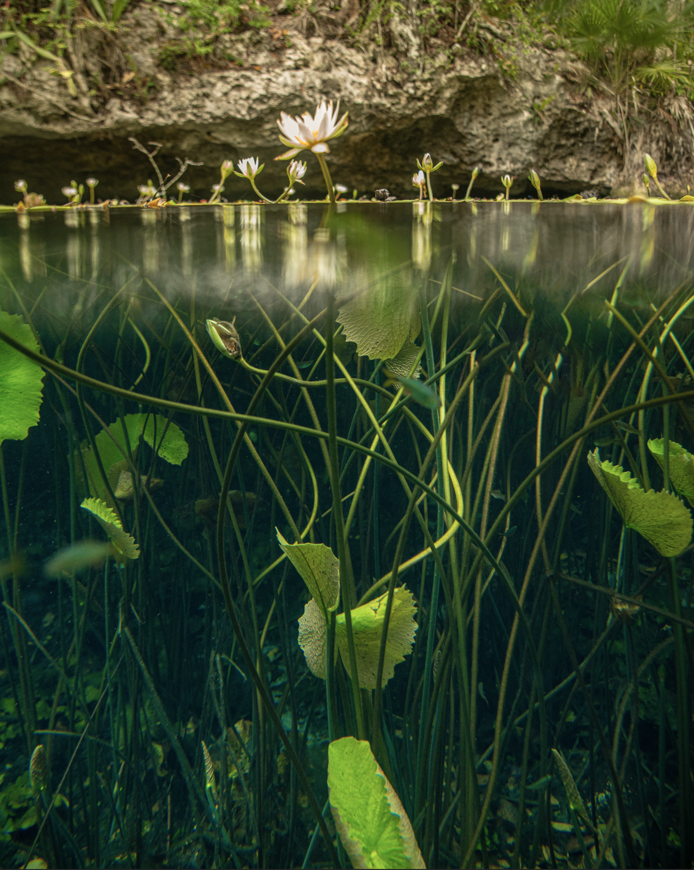  Cenote Flower - Tulum, 2019 | Edition 2 / 5 | 60 x 40 in | 150 x 100 cm | Pigment Print 