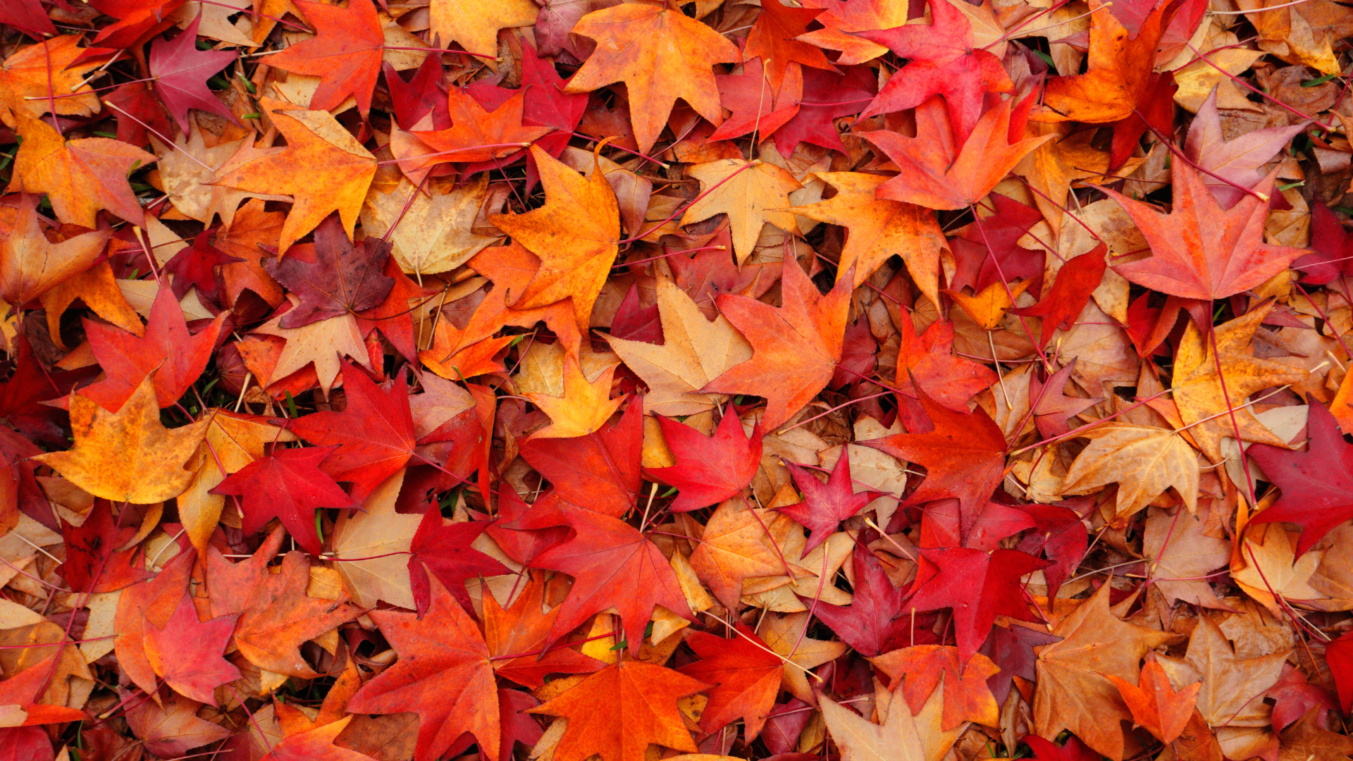 No Leaf Left Unturned: 5 Top Tips on How to Manage Autumnal Risks When Working with Fuel