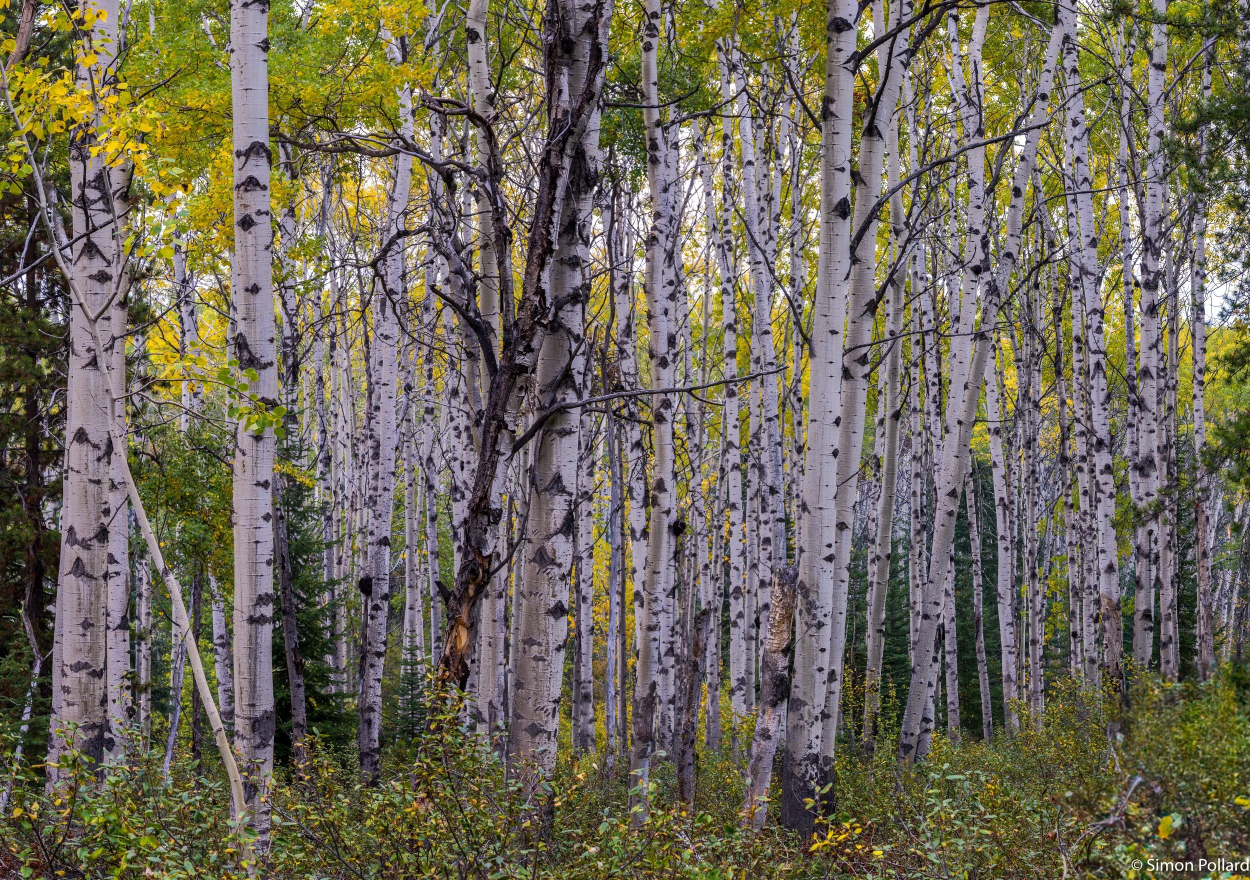 Canadian Rockies2023091736.jpg