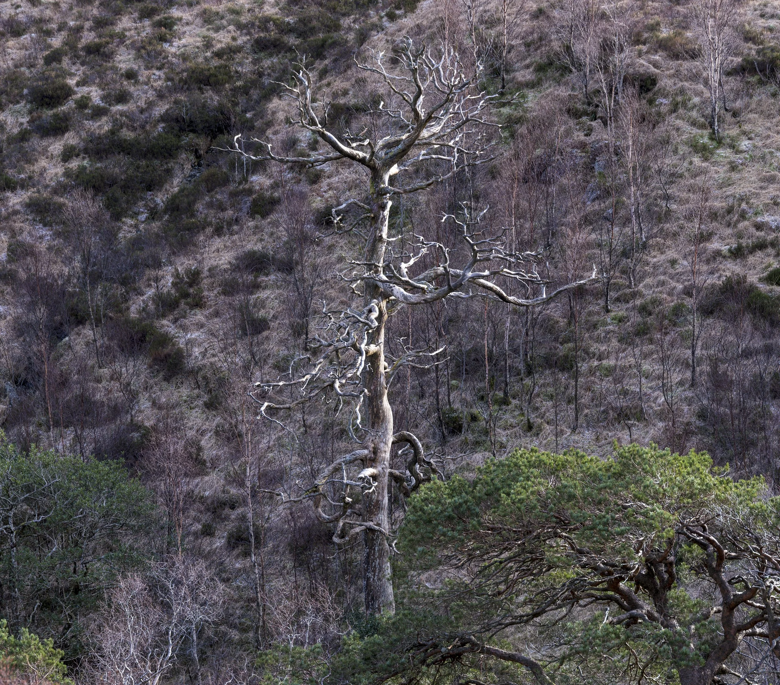 NW Scotland1520260217.jpg