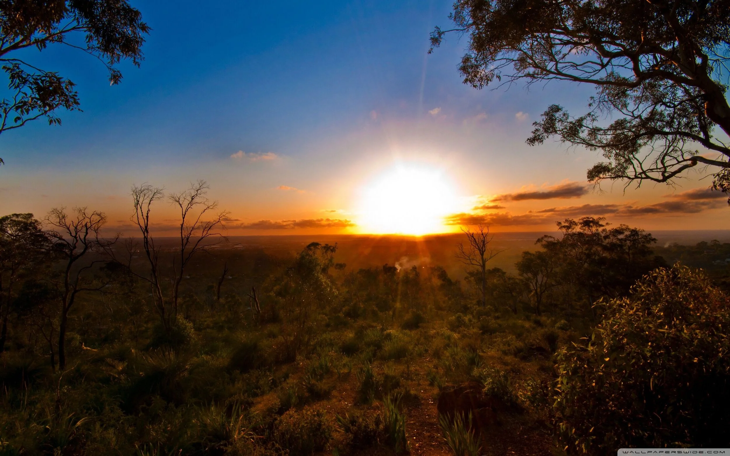 aussie bush.jpg