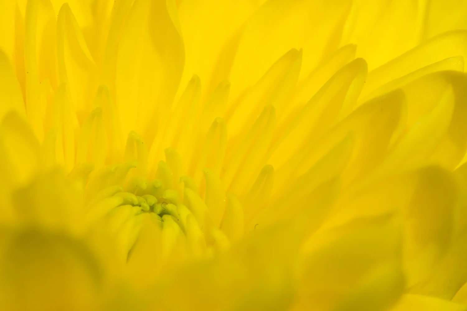 Macro 2 LR.jpg