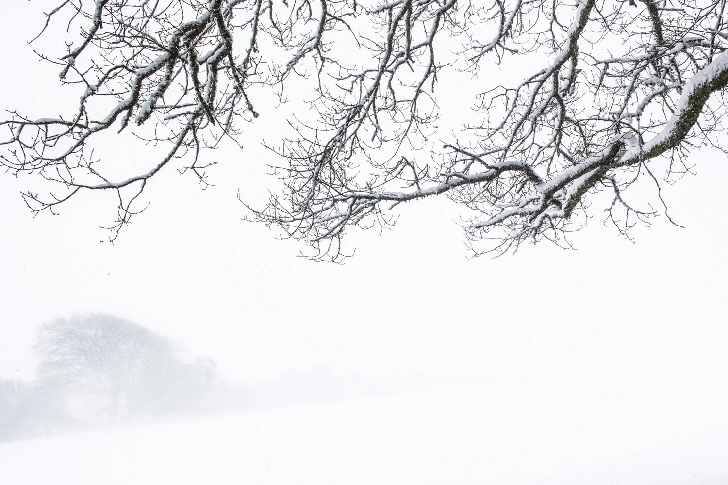 Snow day LR (3 of 11).jpg