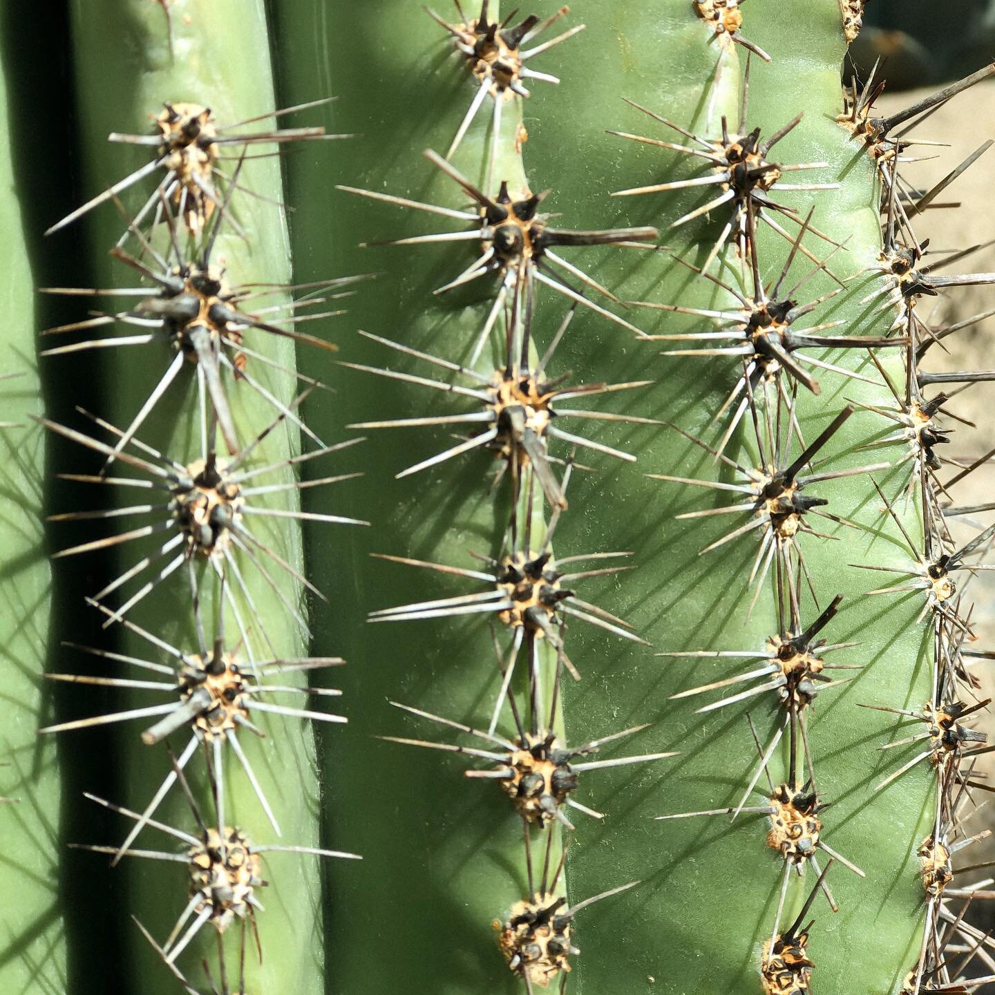 Finally a warm day with the sun! So we took advantage of it and went to the zoo. I took more pics of the cactus then the animals 🌵😂