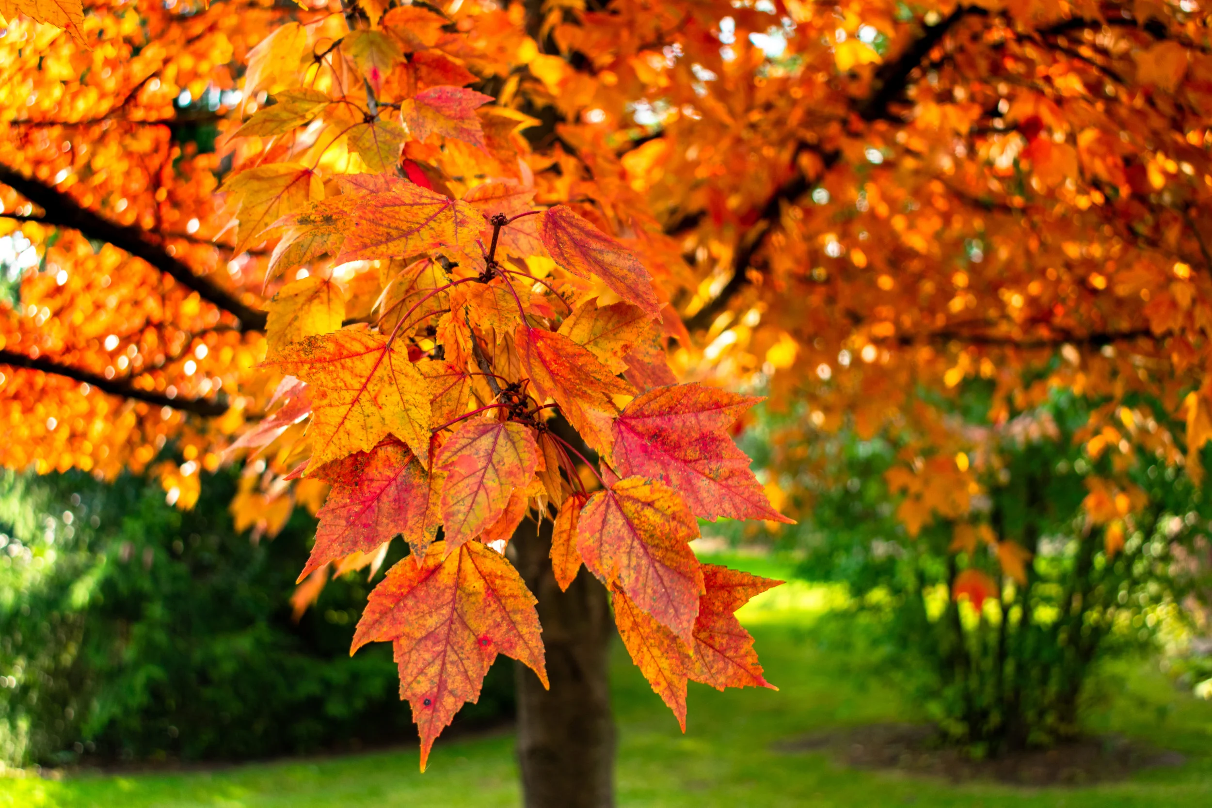 Which Trees Are Safe to Plant Near Your New Septic Tank in Armonk, NY?