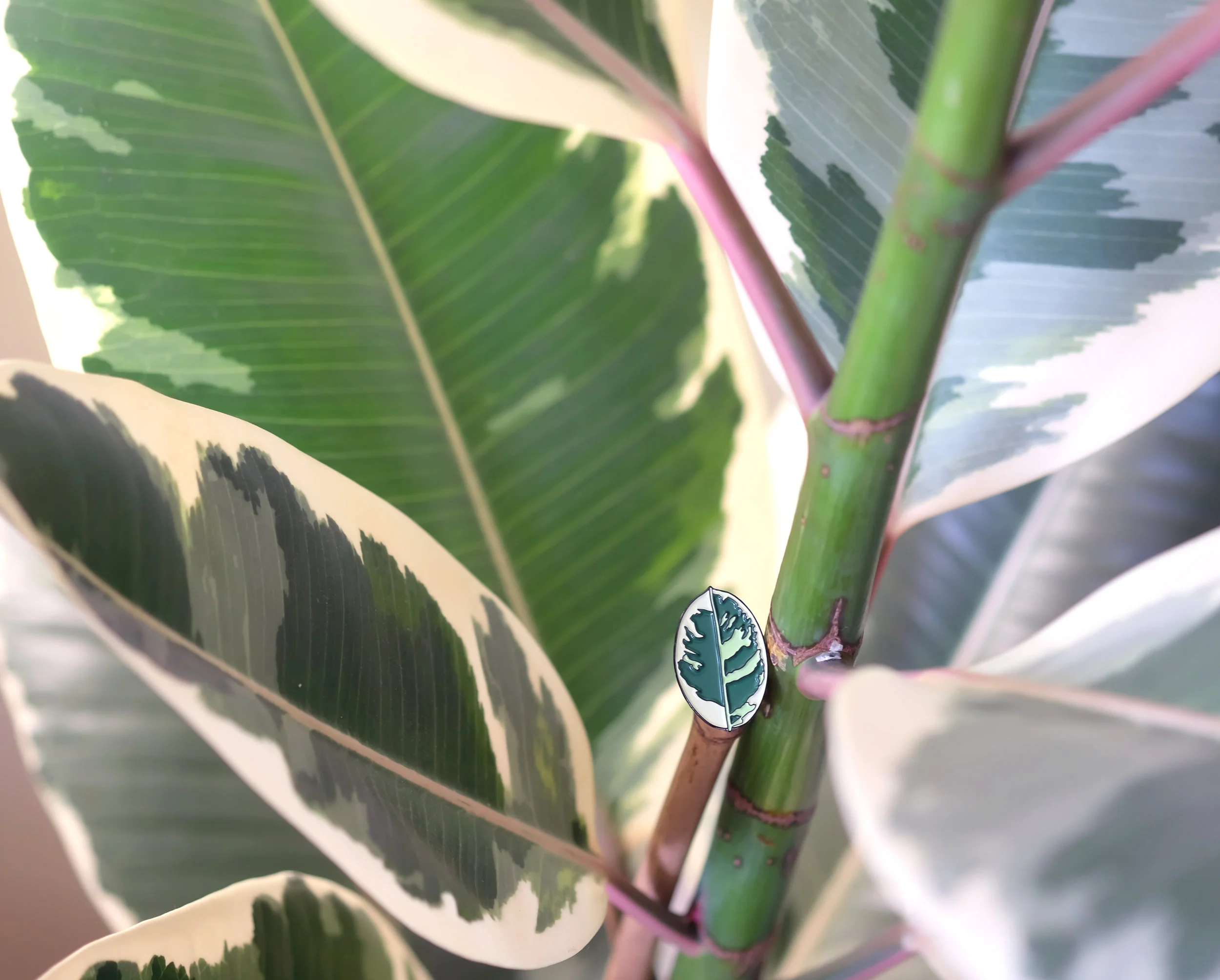 ficus_01.jpg