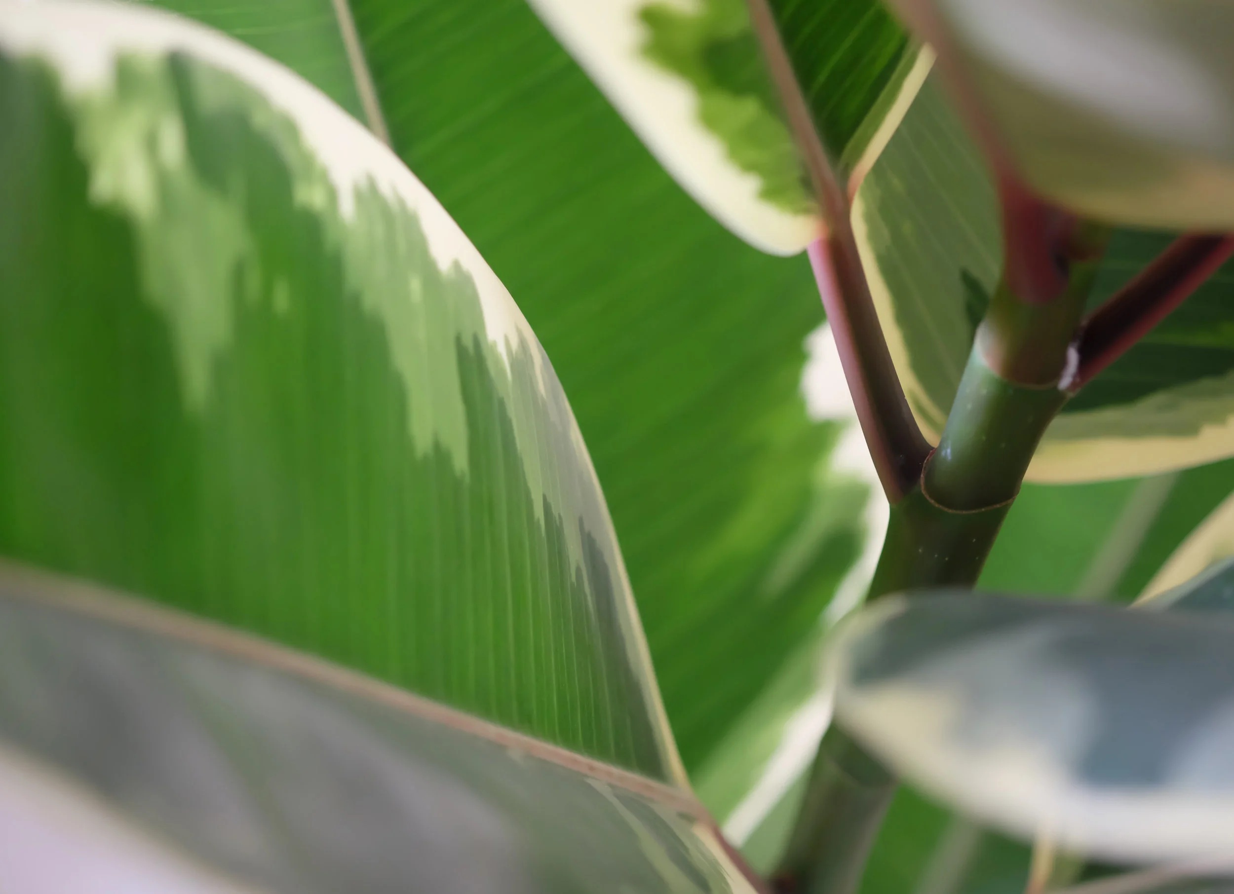 ficus_02.jpg