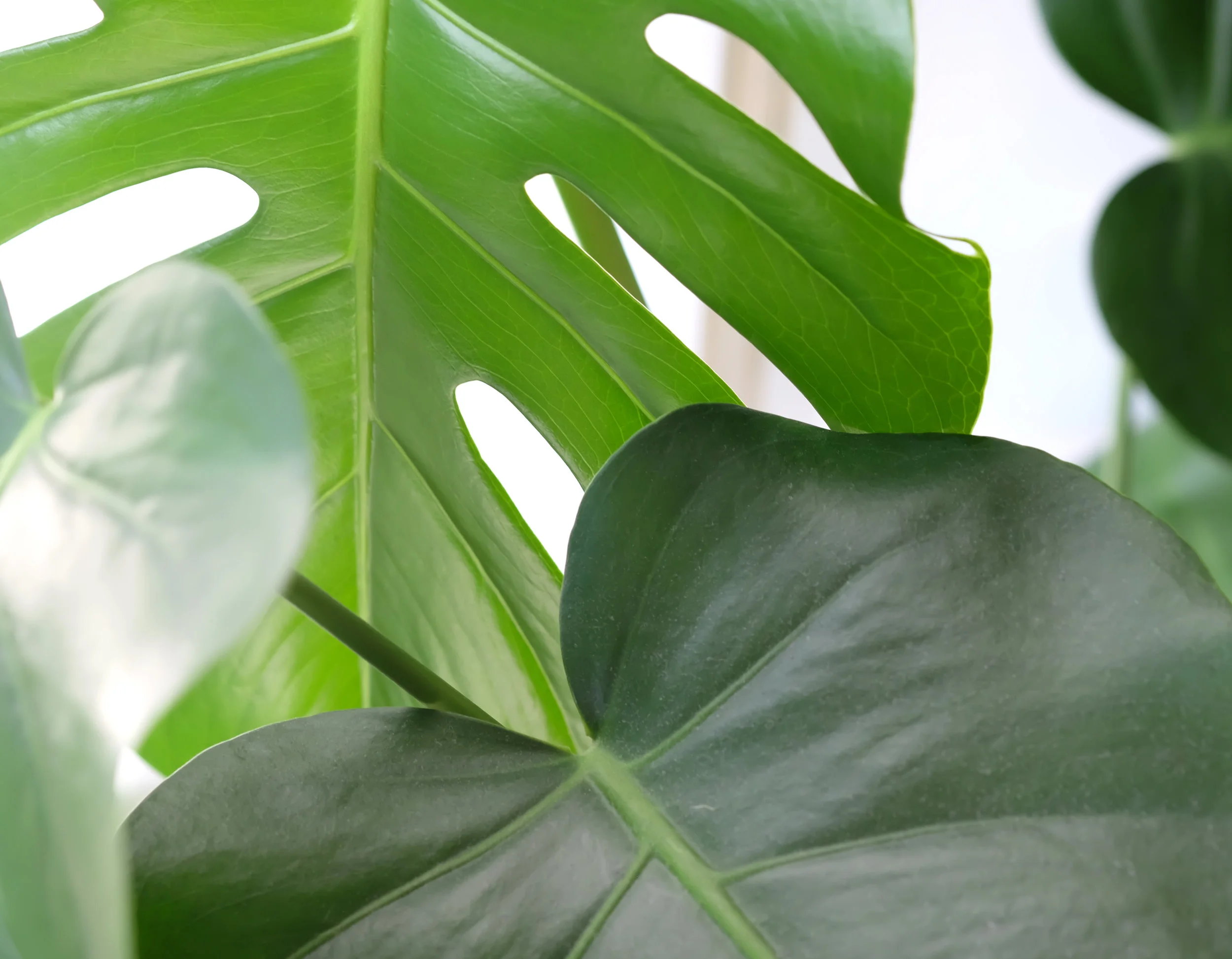monstera_leaf.jpg
