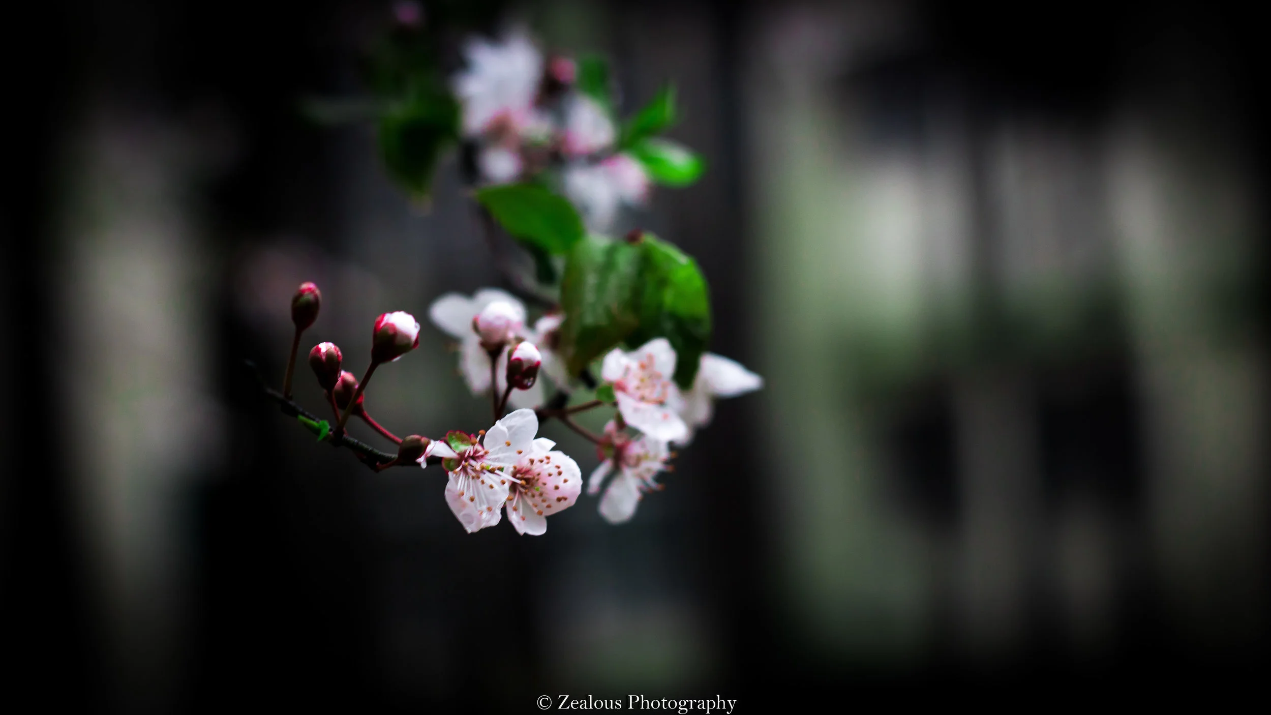 Nature March 20, 2017-2.jpg
