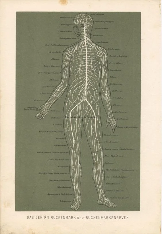 Neural Therapy Training Level Two