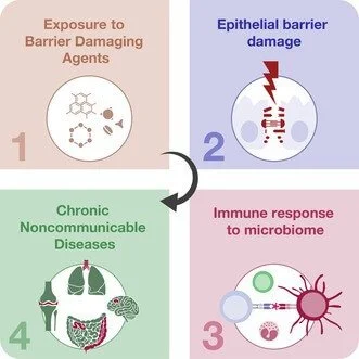 A 4 step diagram showing how exposure to environmental toxins damages the epithelial barrier and causes chronic disease