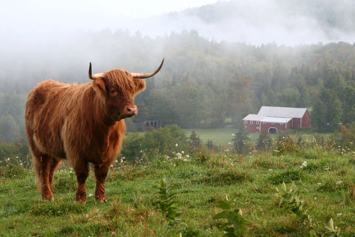 cows in mist 9-06 103e4.jpg