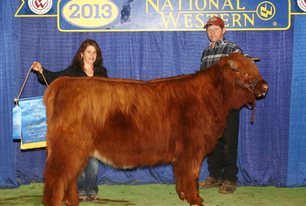 Shat Acres Raisin Brandy, 2011 Roll of Excellence Female, 2017 Grand Champion Cow/Calf, National Western Stock Show, Denver, CO