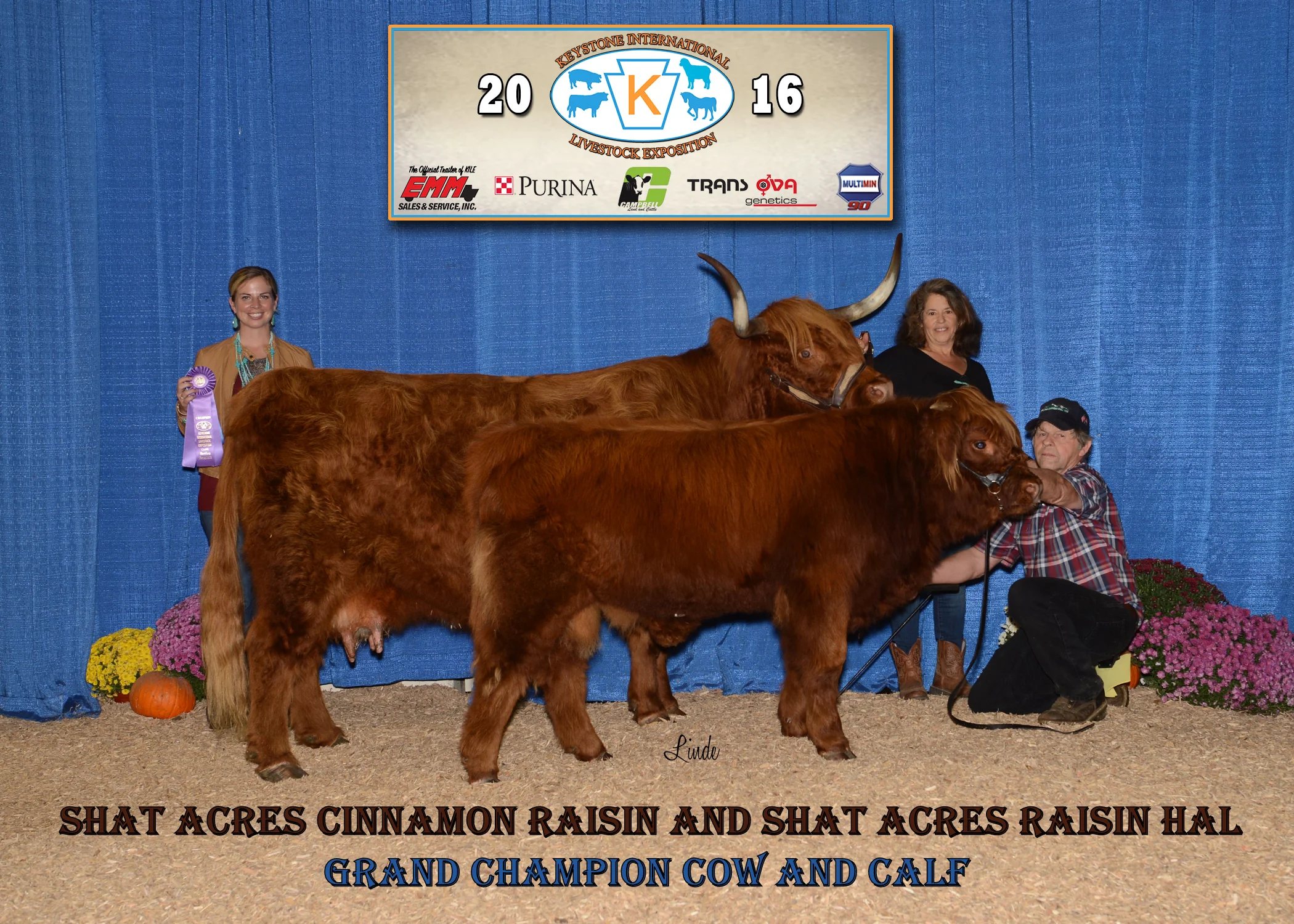 Shat Acres Cinnamon Raisin (shown here with her calf Shat Acres Raisin Hal) is the most winning Highland in the history of the breed. She has been shown at National Highland competitions for 12 years, and has won the Grand Champion Cow/Calf award over a dozen times, three times at the National Western Stock Show in Denver, CO.