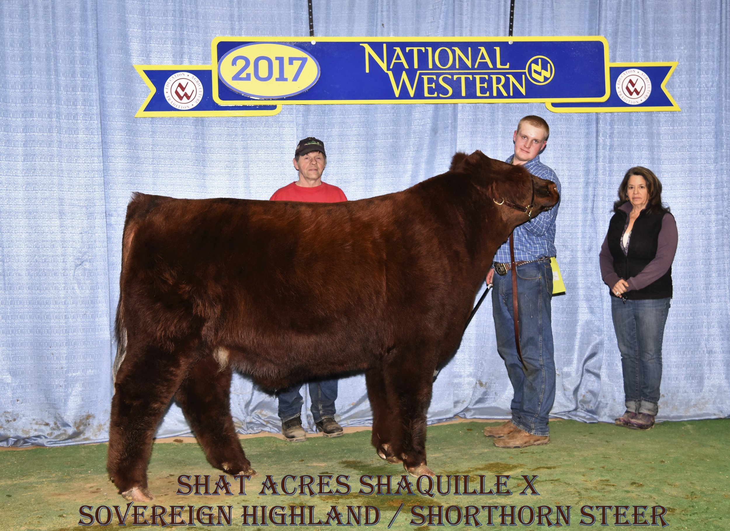This picture of Shat Acres ShaquilleX is taken at the National Western Stock Show in Denver, CO. Shaquille is a Highland/Shorthorn Cross Steer and was Grand Champion Steer at the 2017 Northeast Highland Cattle Show in Springfield, MA.
