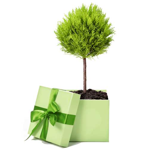 Tree & Garden Gift Company : The Tree and Garden Gift Company provides a unique and easy solution for choosing and planting trees, whether for yourself or for a friend.