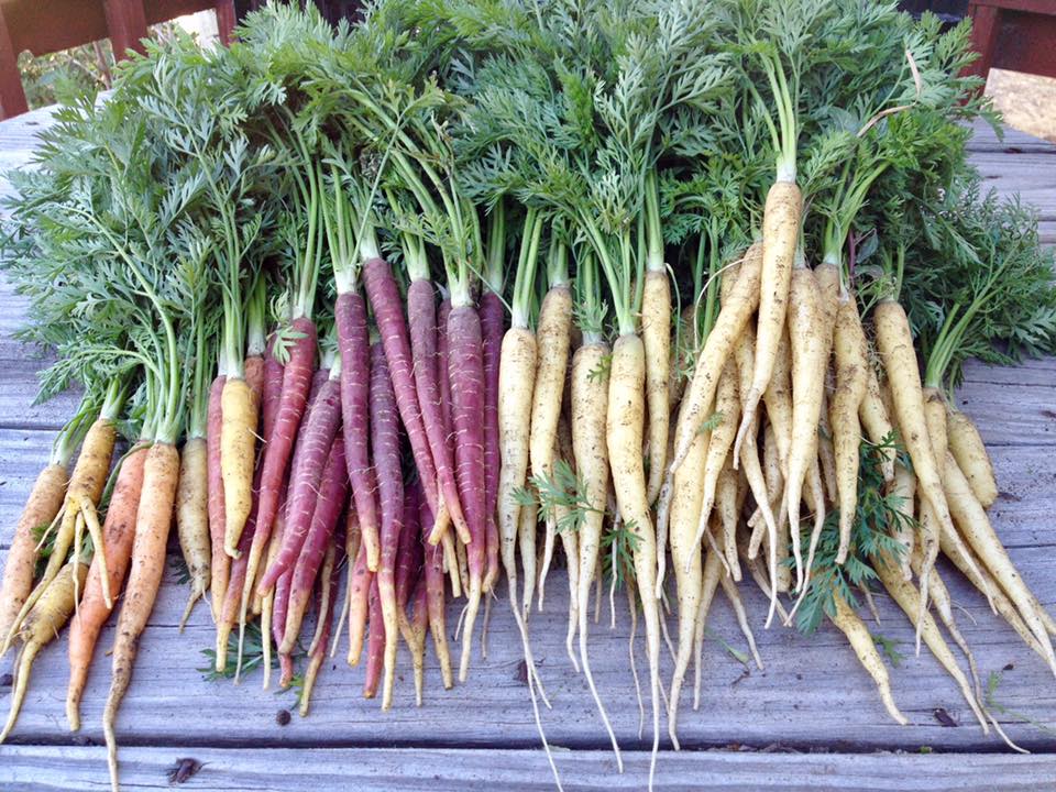 carrots.jpg