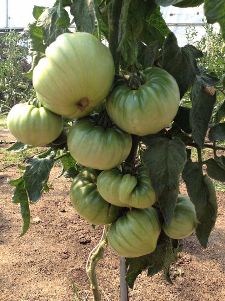 tomato.jpg