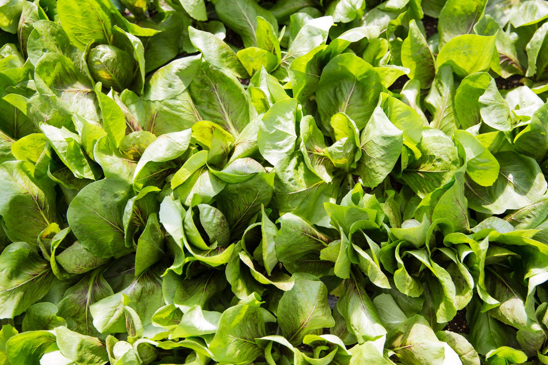 lettuce.jpg