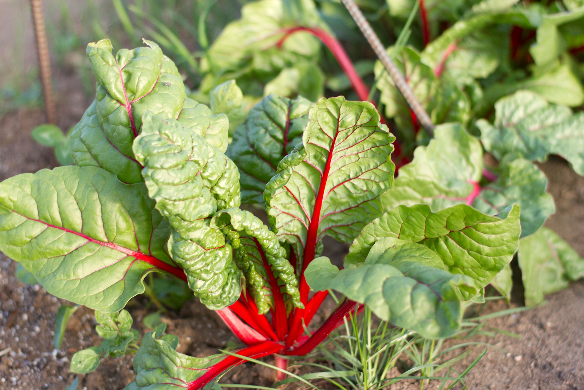 beet-leaves.jpg