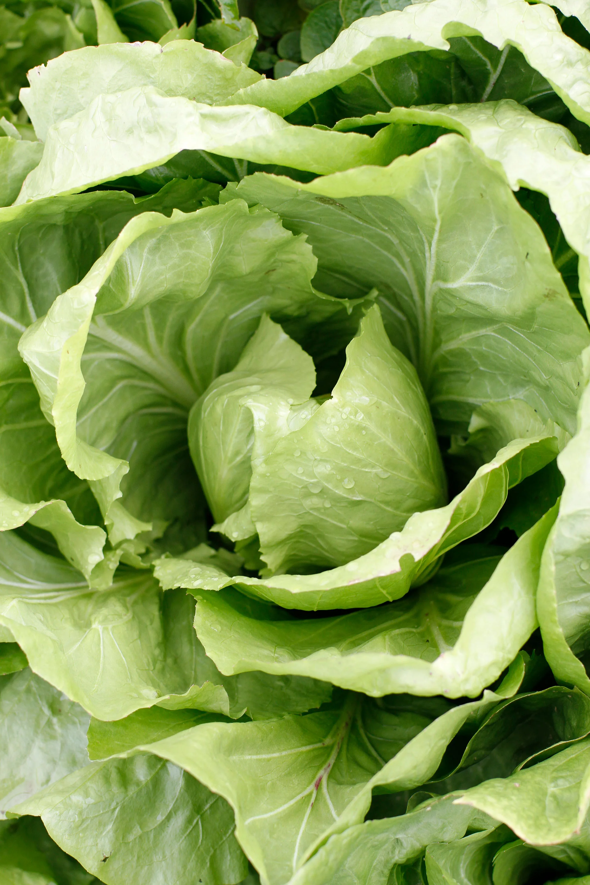 lettuce.jpg