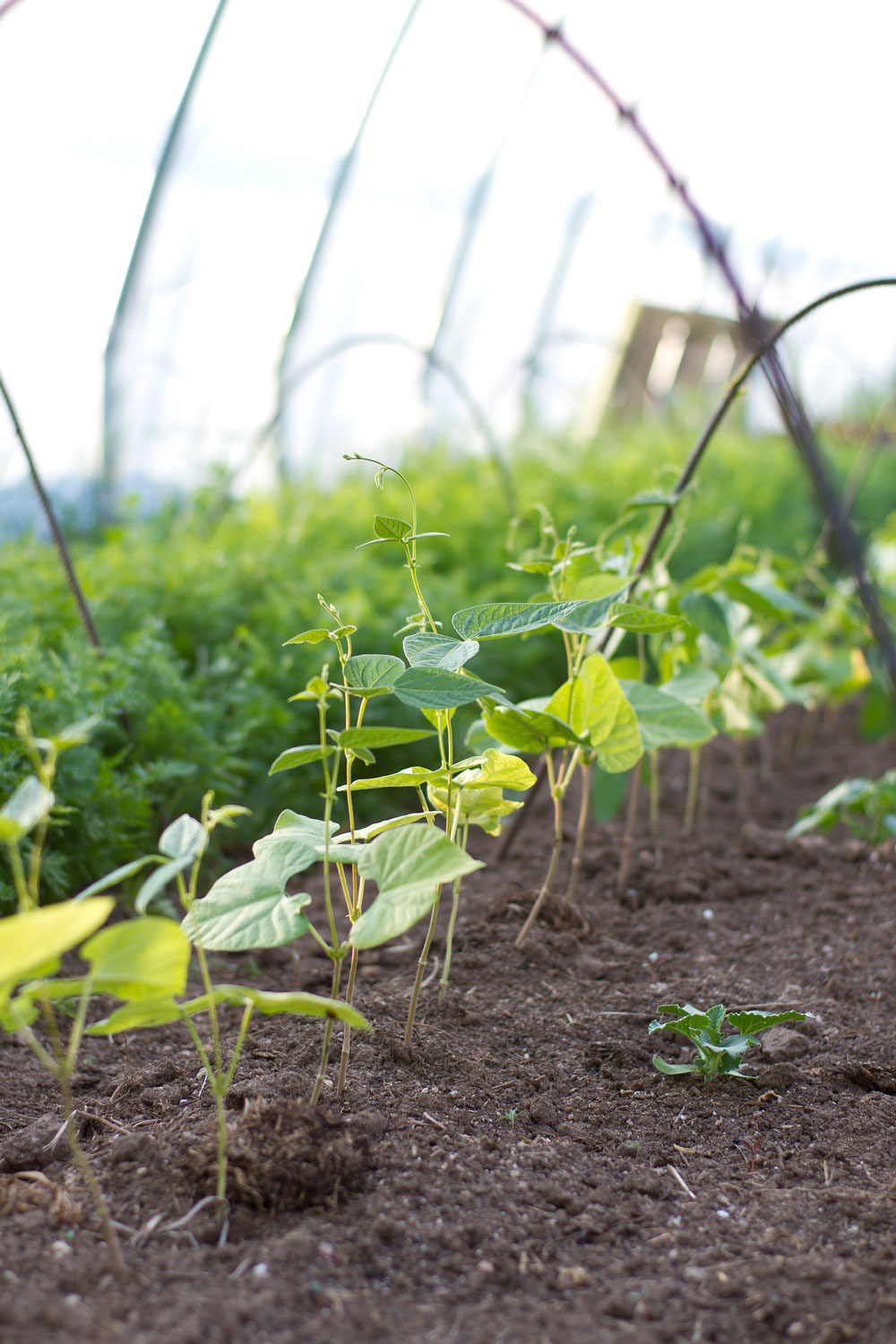 sprouts-gallery-size.jpg
