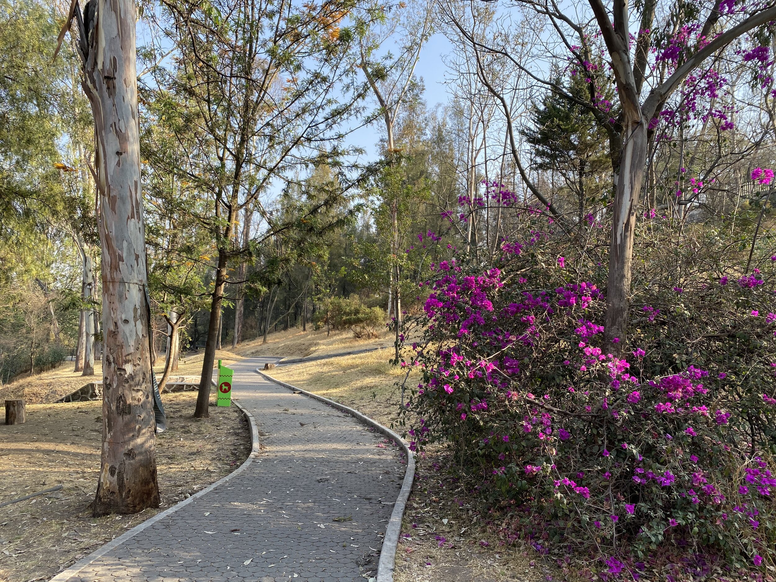 Pathed walking paths in Parque Barranca de Barrilaco