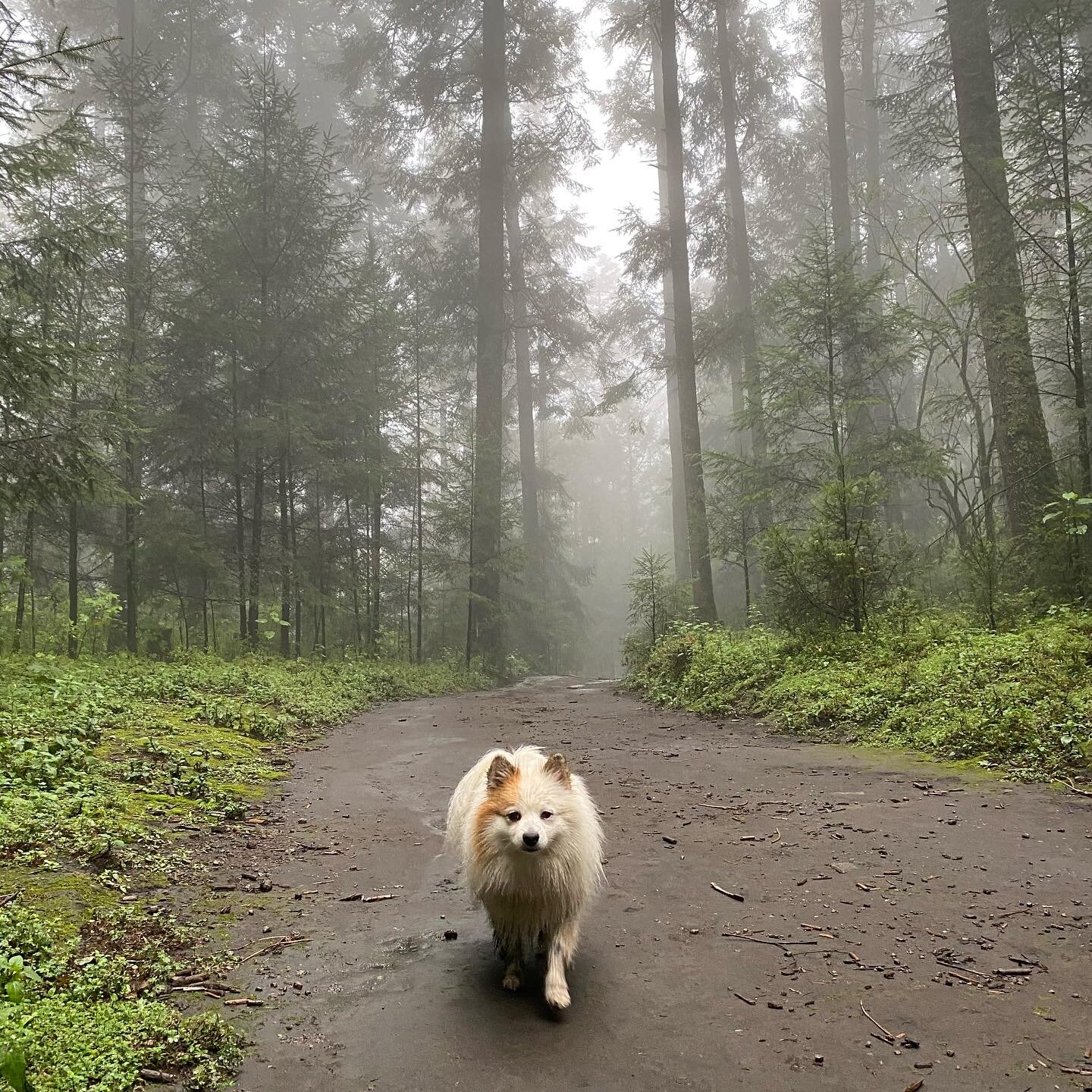 A misty trail in Parque Nacional Los Dinamos