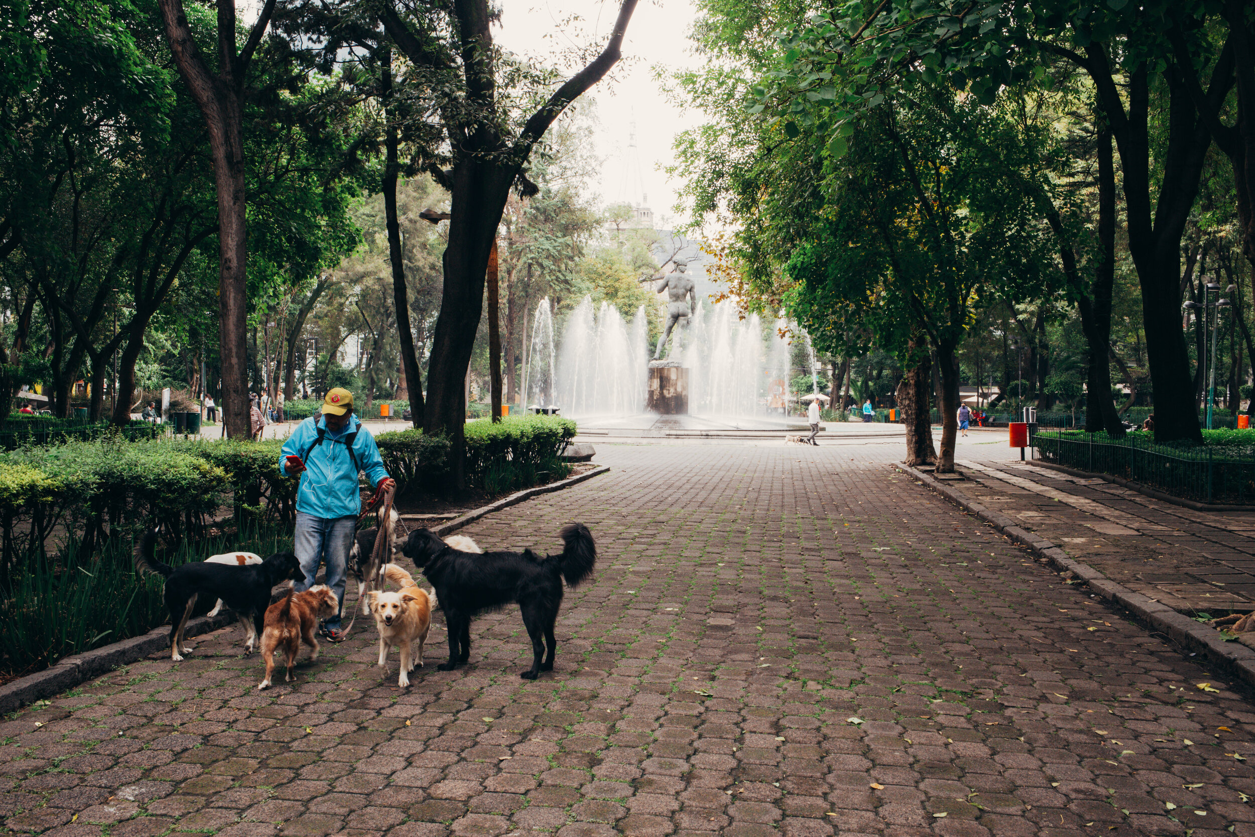 A dog walker in Plaza Rio de Janeiro, Roma Norte