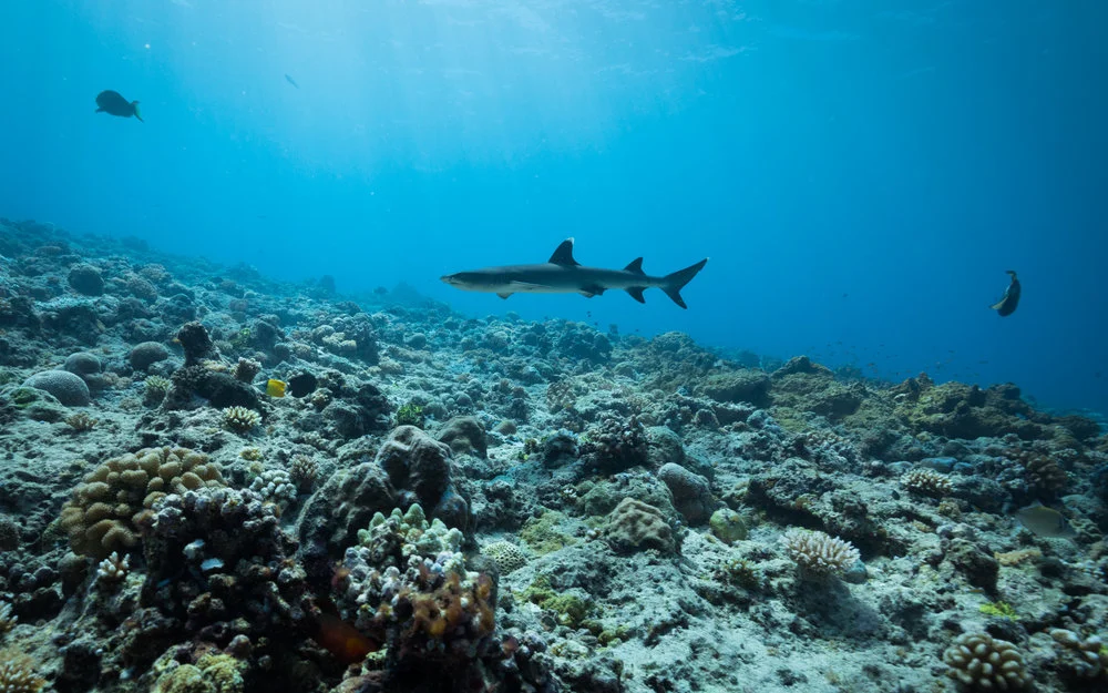 White tip reef shark cruising along the reef. 