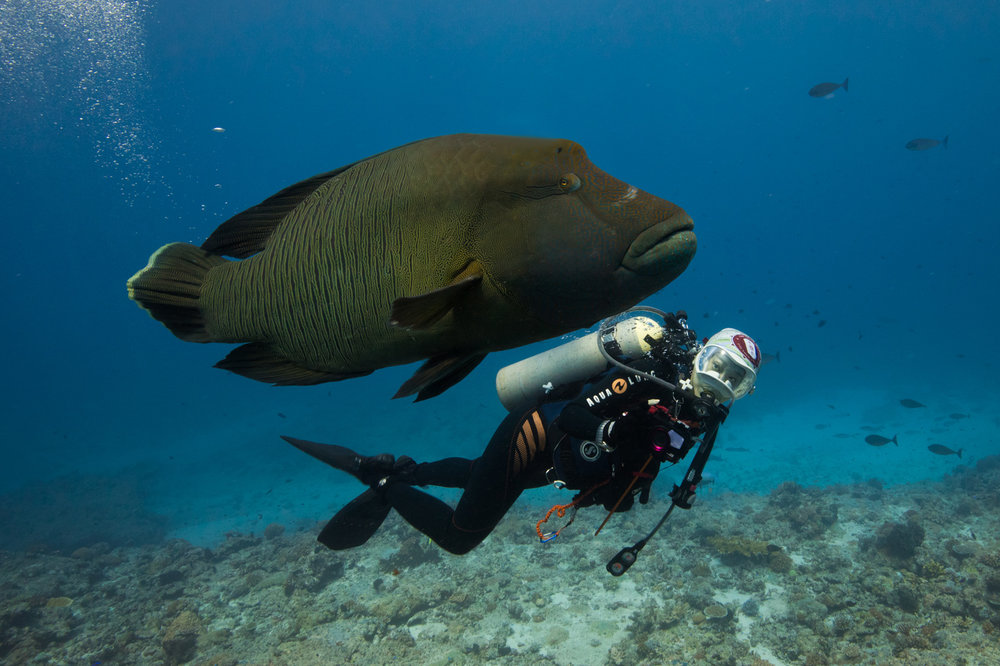 While in Palau, we took this photograph for wildlife campaigner Sharon Kwok, who is leading a campaign to save the hump-head wrasse in Hong Kong.