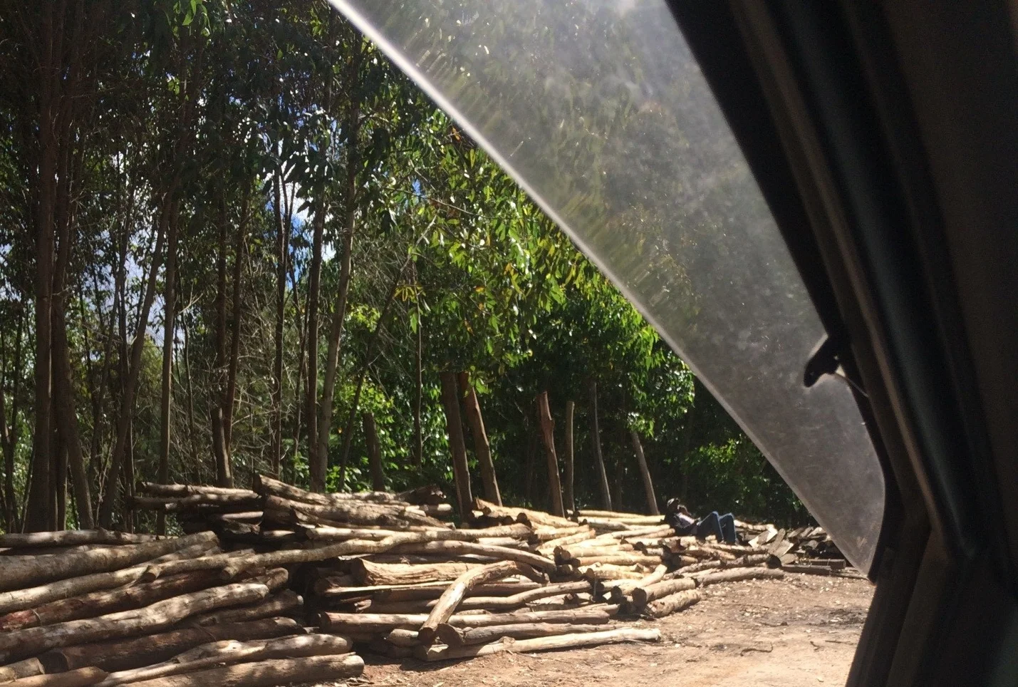 Logs of firewood sold to schools for fuel