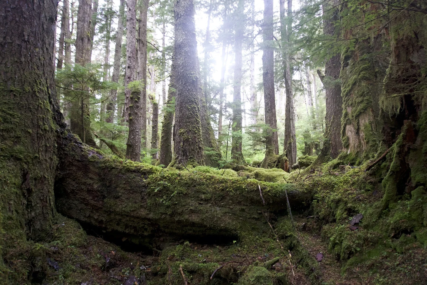 Haida Gwaii - jasveen.jpg