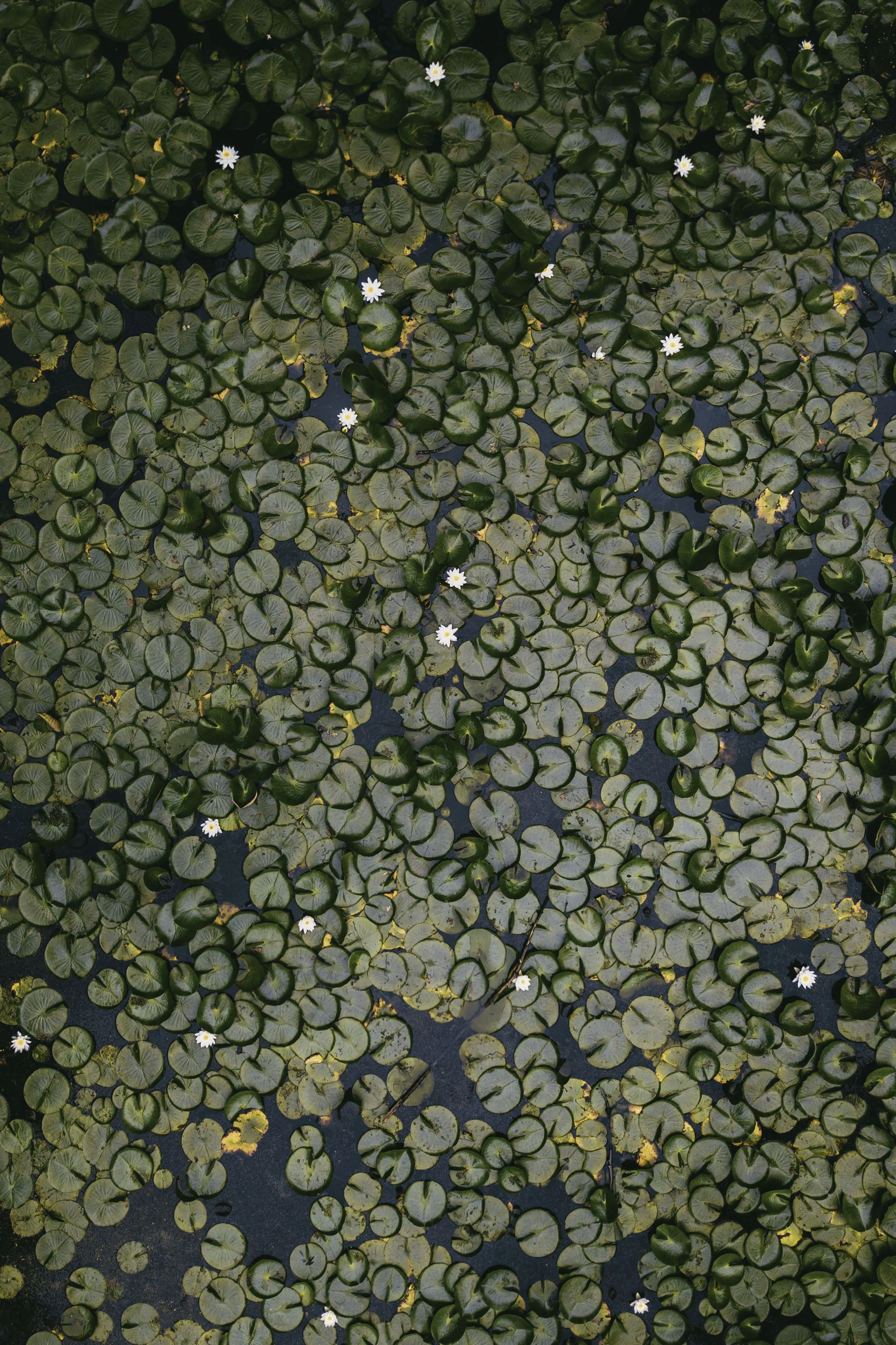 DJI_0753.jpg
