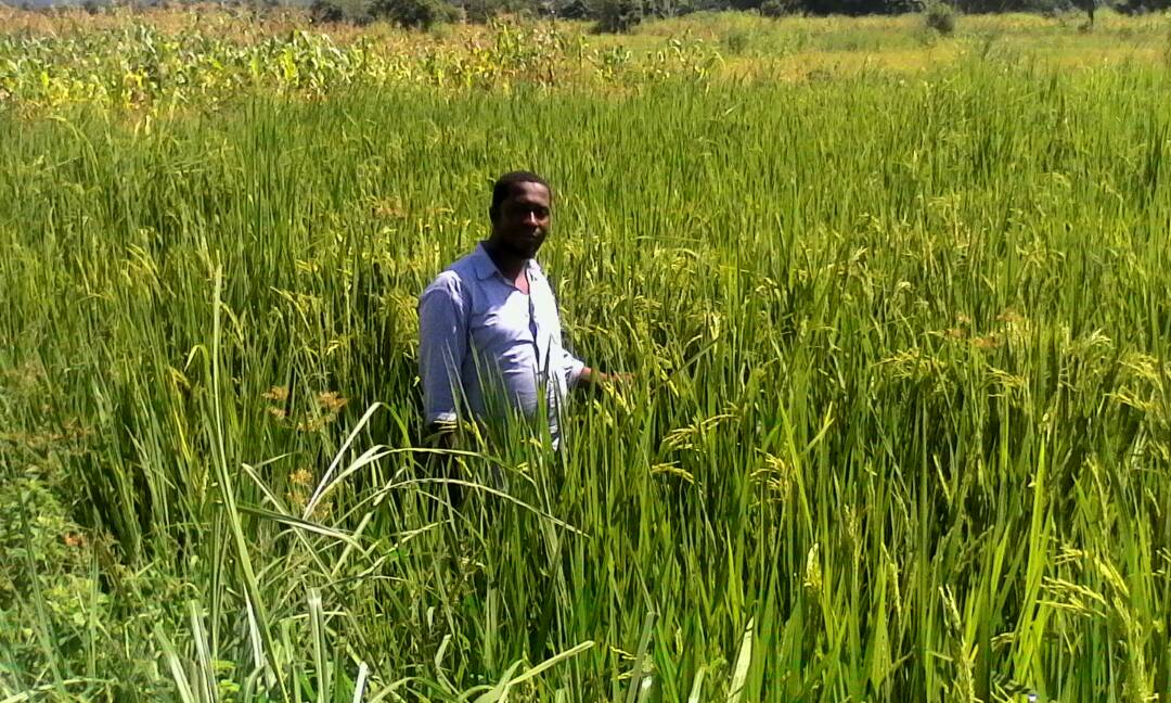 Omari in the fields.jpg