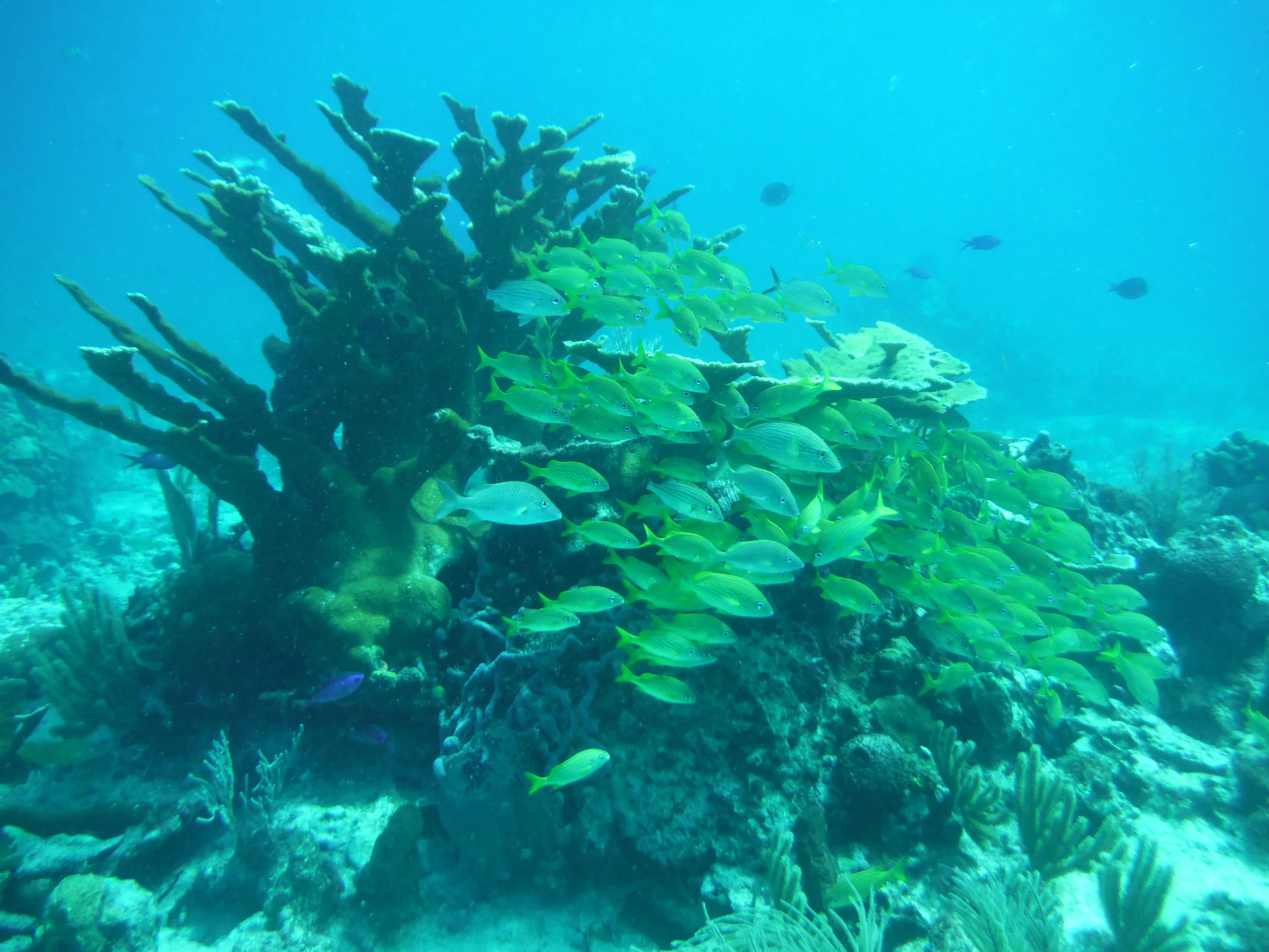 Coral reef from Scuba diving trip