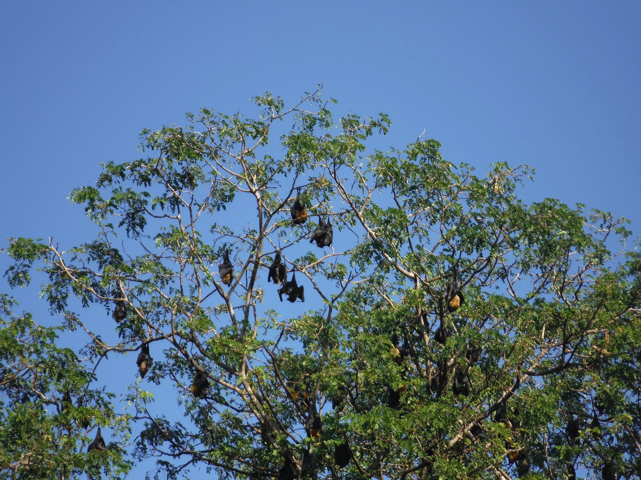 Fruit Bats