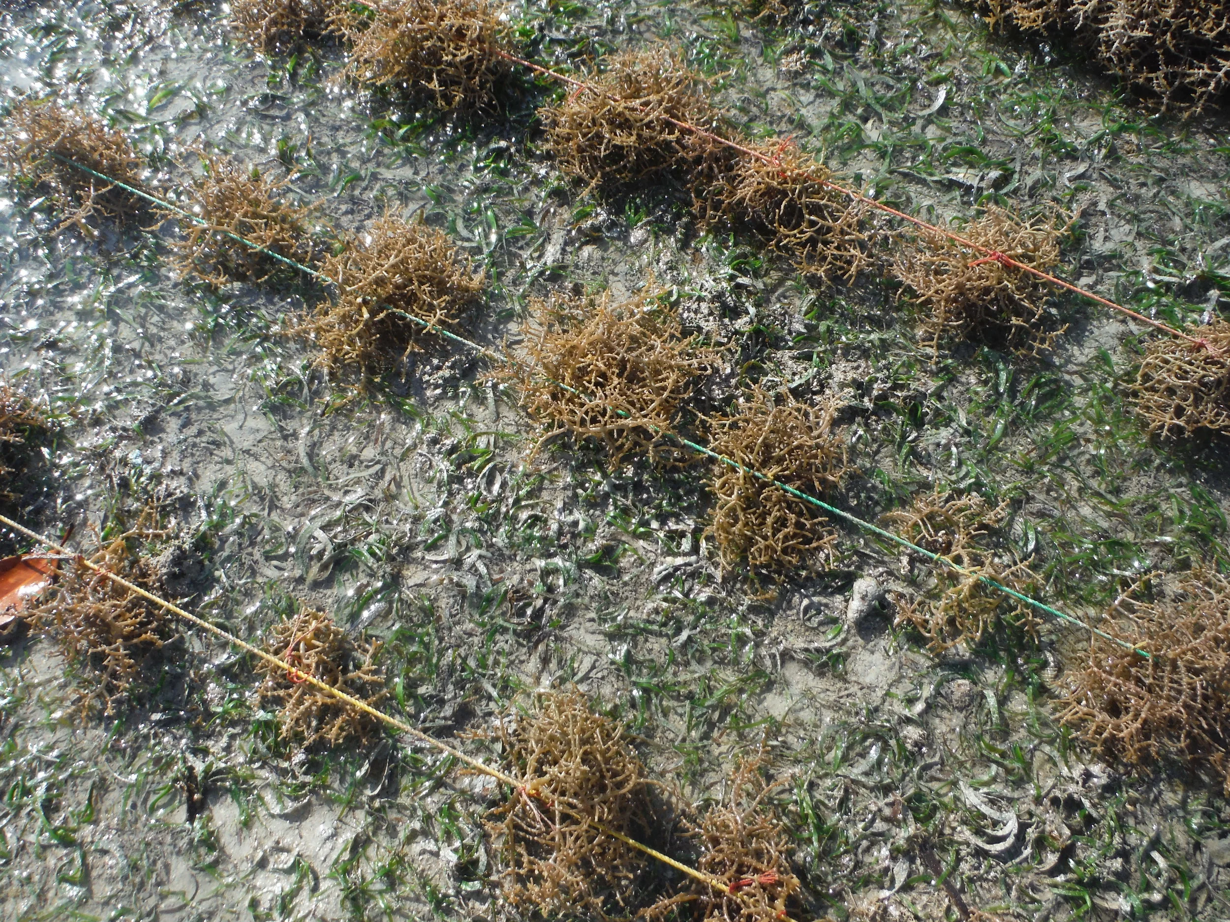 Sea Weed Farming