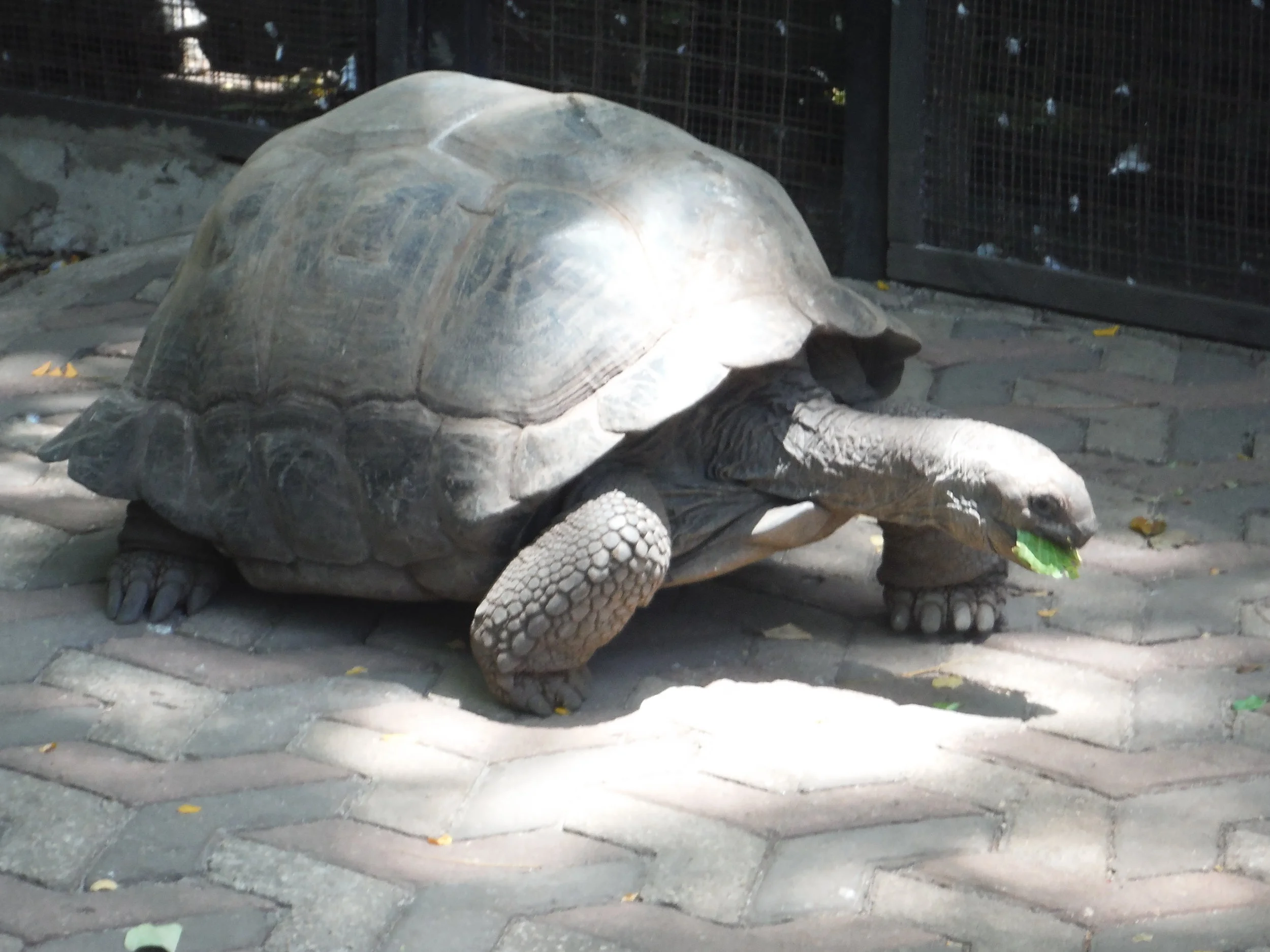100 year Tortoise on Prison Island