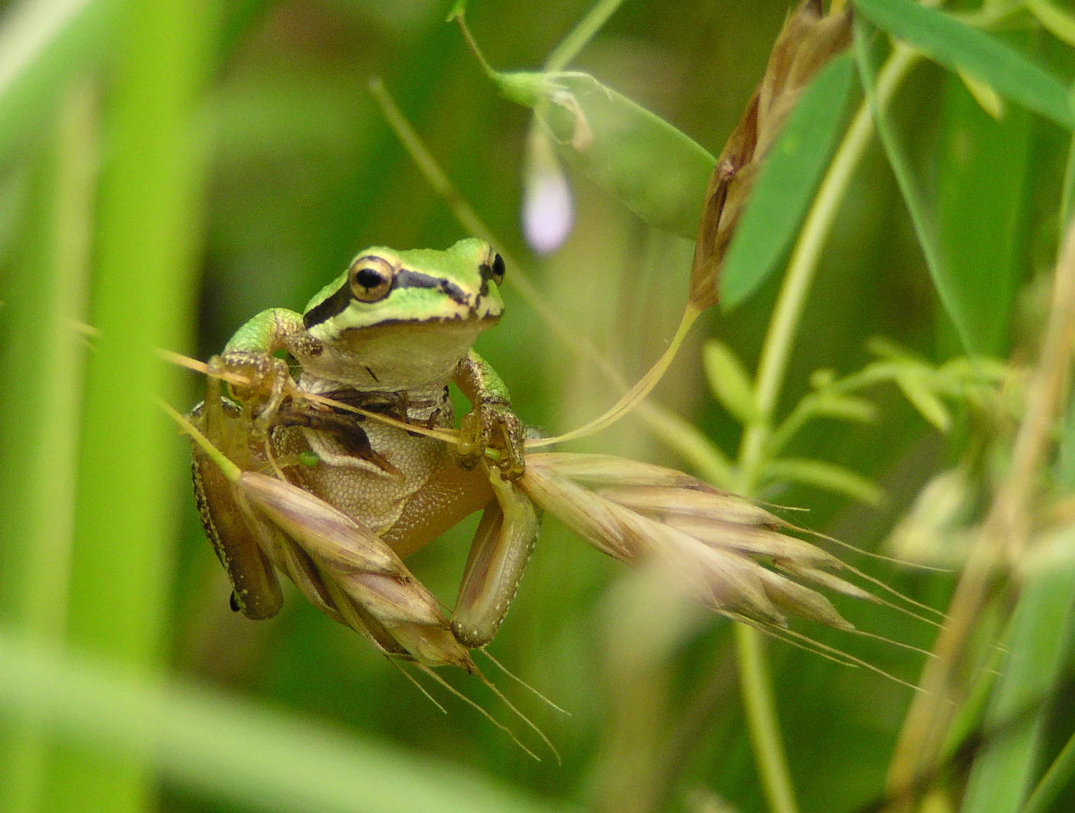 Pacific_tree_frog2.jpg