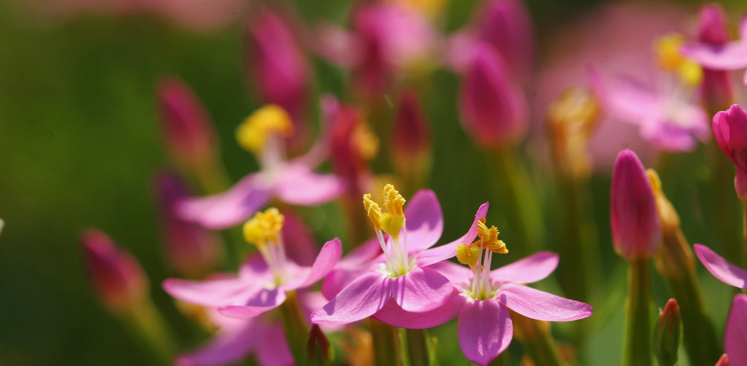 Centaurium_erythreae_3.JPG