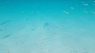 Nested Sequence 10.gif