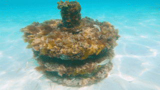 Nested Sequence 12.gif